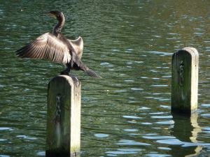 15681141738_c082a03906_z