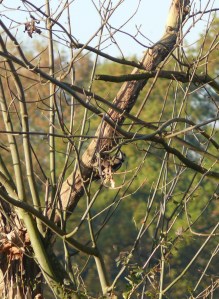 22125859224_a6e2f342db_o