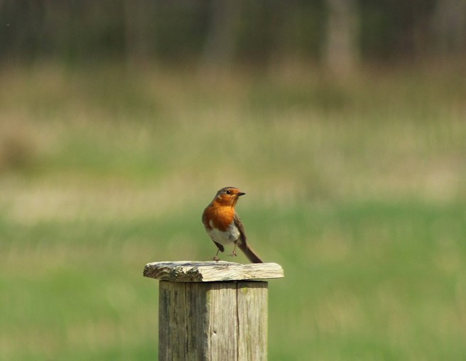 26397353916_b02345ab99_b