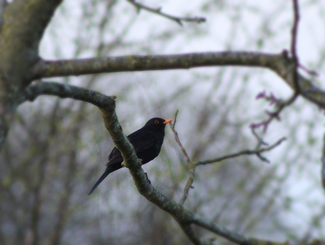 26479683251_47d3c326b0_b