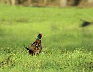 26614036811_1c058aba00_b