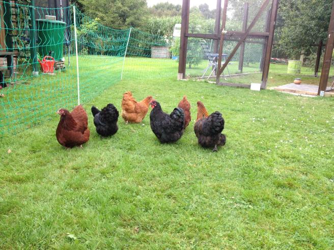 14138616_1130561350316036_3829721767289348997_o