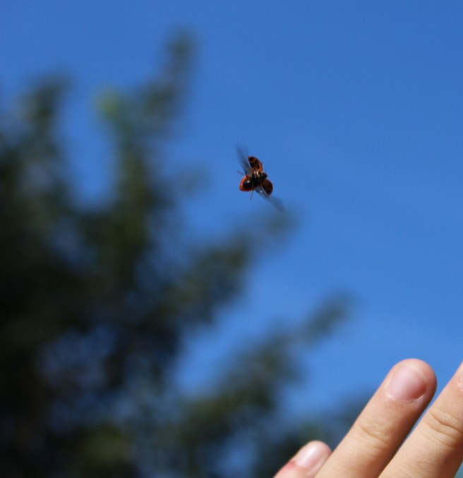 29293520770_927609bb75_o