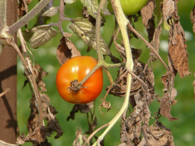 29862096405_dfdcc172fb_o