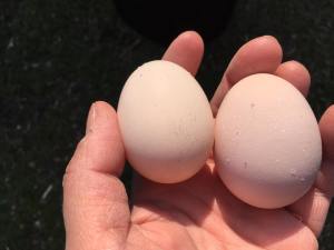 17630113_1333055603399942_5955682732353122172_n