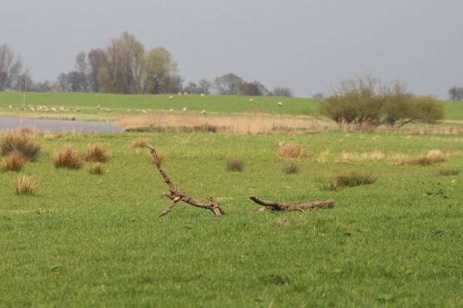 2-april_33668368011_o