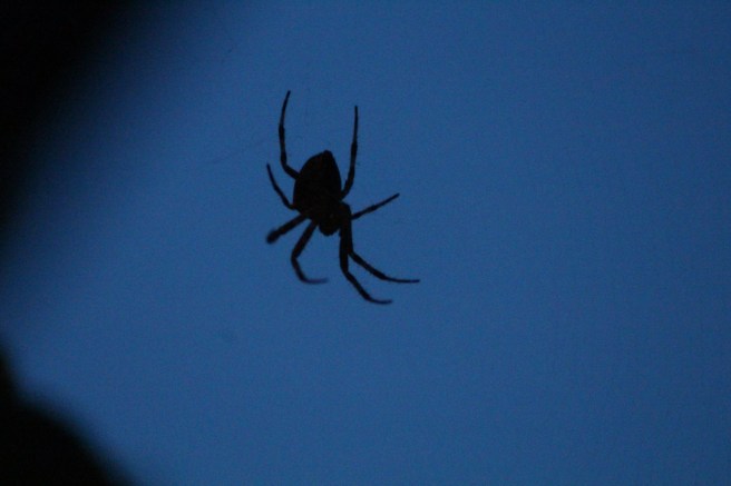 14242454_1136827646356073_4949679020412633541_o