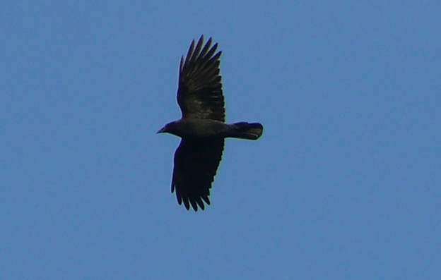 37306840774_733b9cab89_z