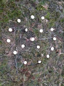 14976390_1189829337722570_9144983557047241101_o