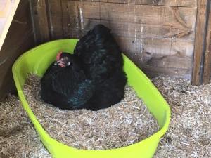 17191204_1317462154959287_1215844173623536726_n