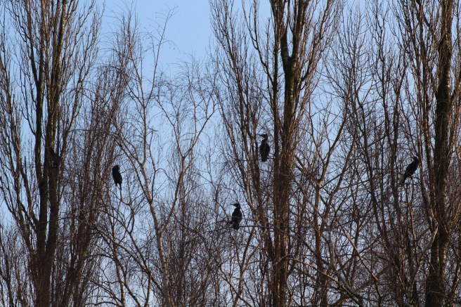 25298234557_1e5527409c_o