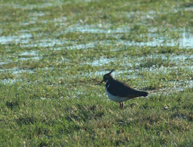 39441496394_3bd1c6d3e0_o