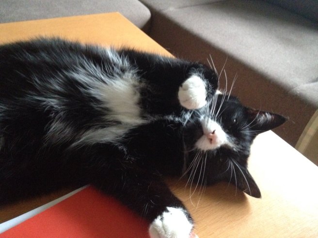 13522829_1083237861715052_4408313015535265632_o