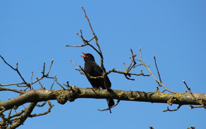 25608348883_3d304b98cf_o