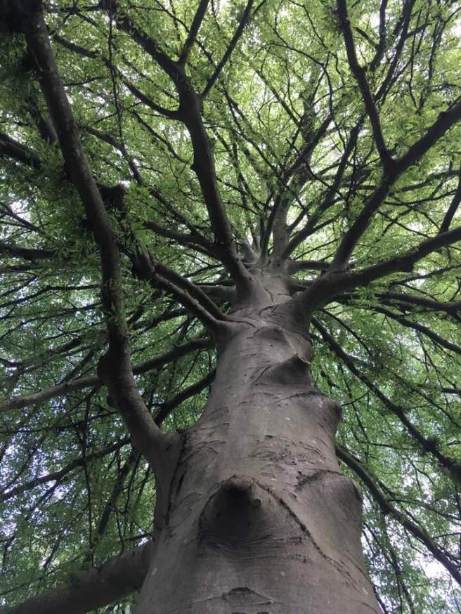 33088972_1730810820291083_45624484102668288_n