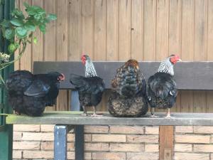 36245015_1773246609380837_1015072510607097856_n