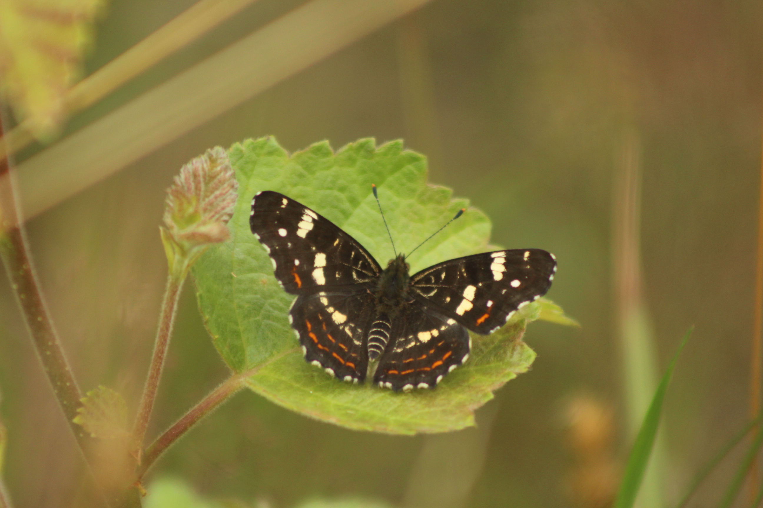 28164758131_2e3dd5d14f_o