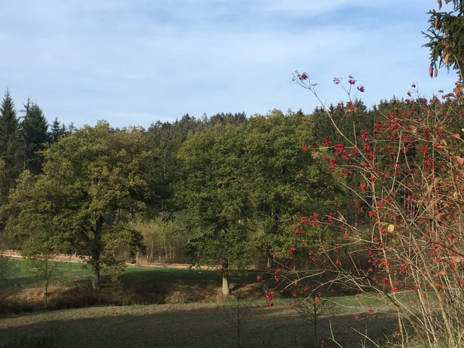 31578212768_034df407a0_o