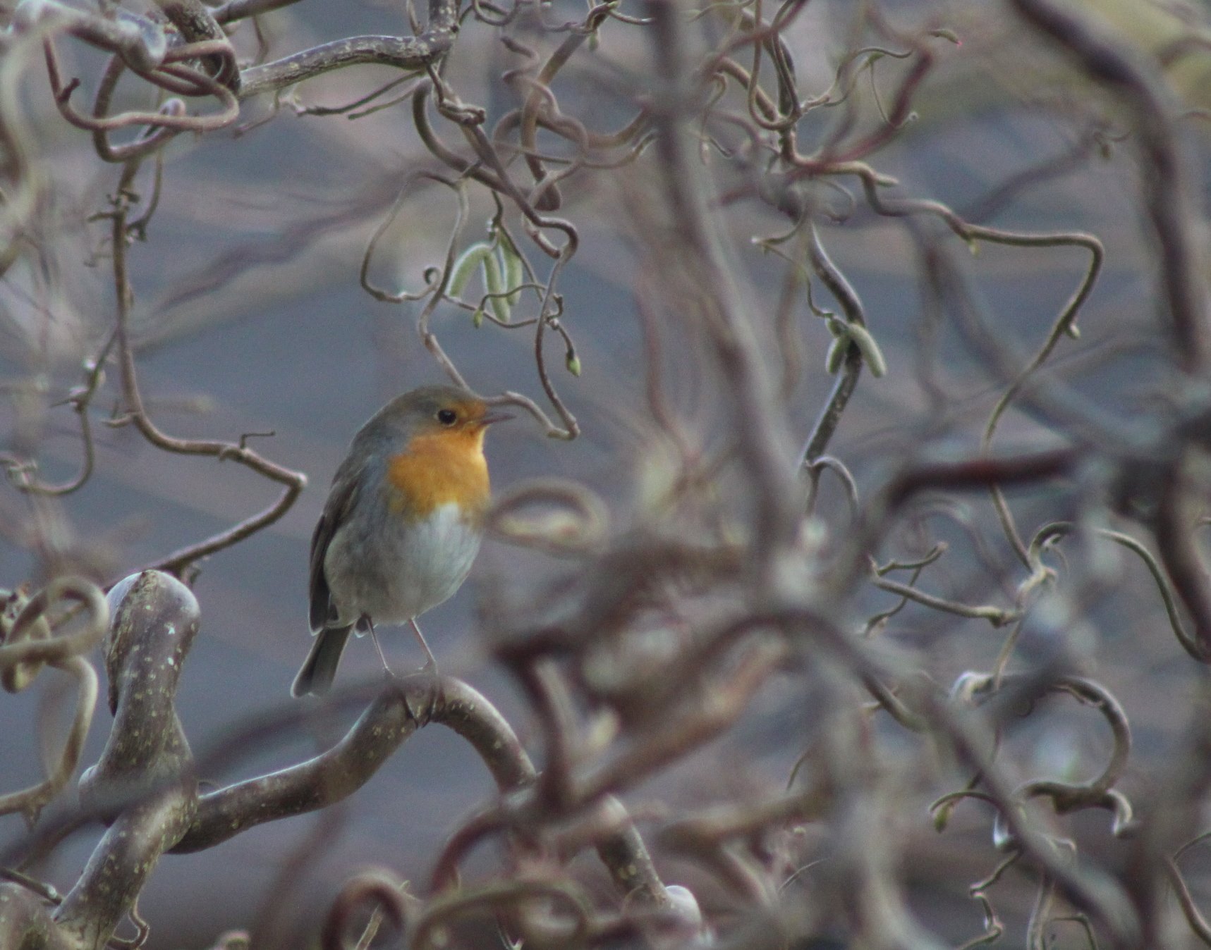 27501057_1621026861269480_450321925237751828_o