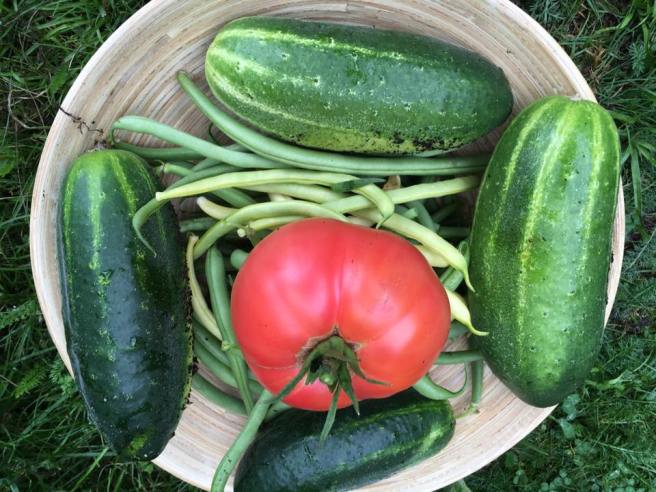 20664581_1462726353766199_4308183193851519897_n