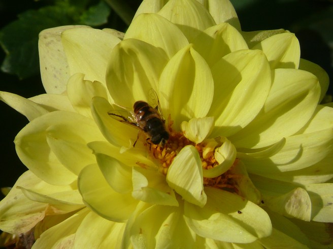 37448961315_5be4079a45_o