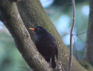 31475095813_c445105a4a_k