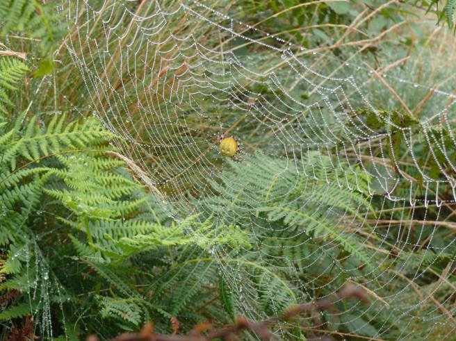 10258056_765805120124996_410471849928523308_o