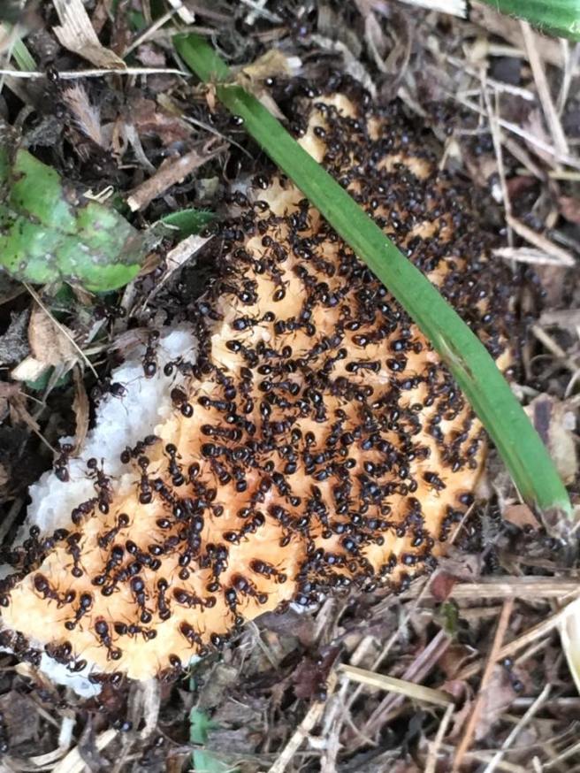 20246154_1442714112434090_6531957503163660969_n