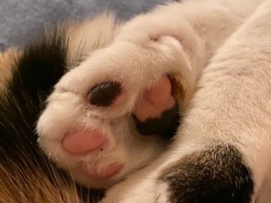 49329327482_29f2138461_o