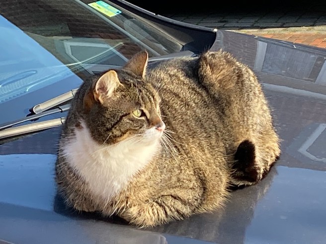 49492005547_5a92c65ab8_o