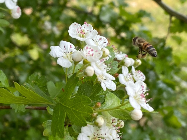 49826438467_13d68189dd_o