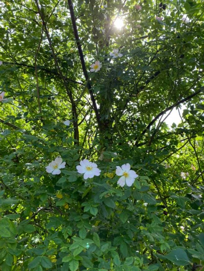 101482428_3029572443748241_5430728967445282816_n