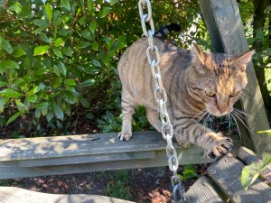 50043674327_3f7e51e6cf_o