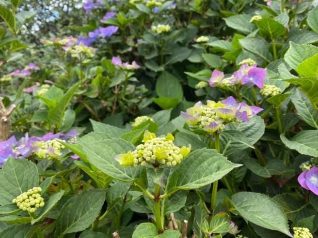 108172784_3149008235137994_6781380986359842671_n