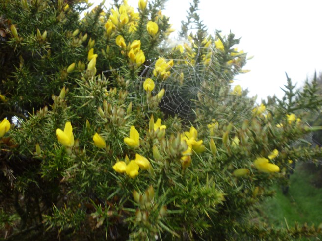 27072238725_a50c1b0c5f_o