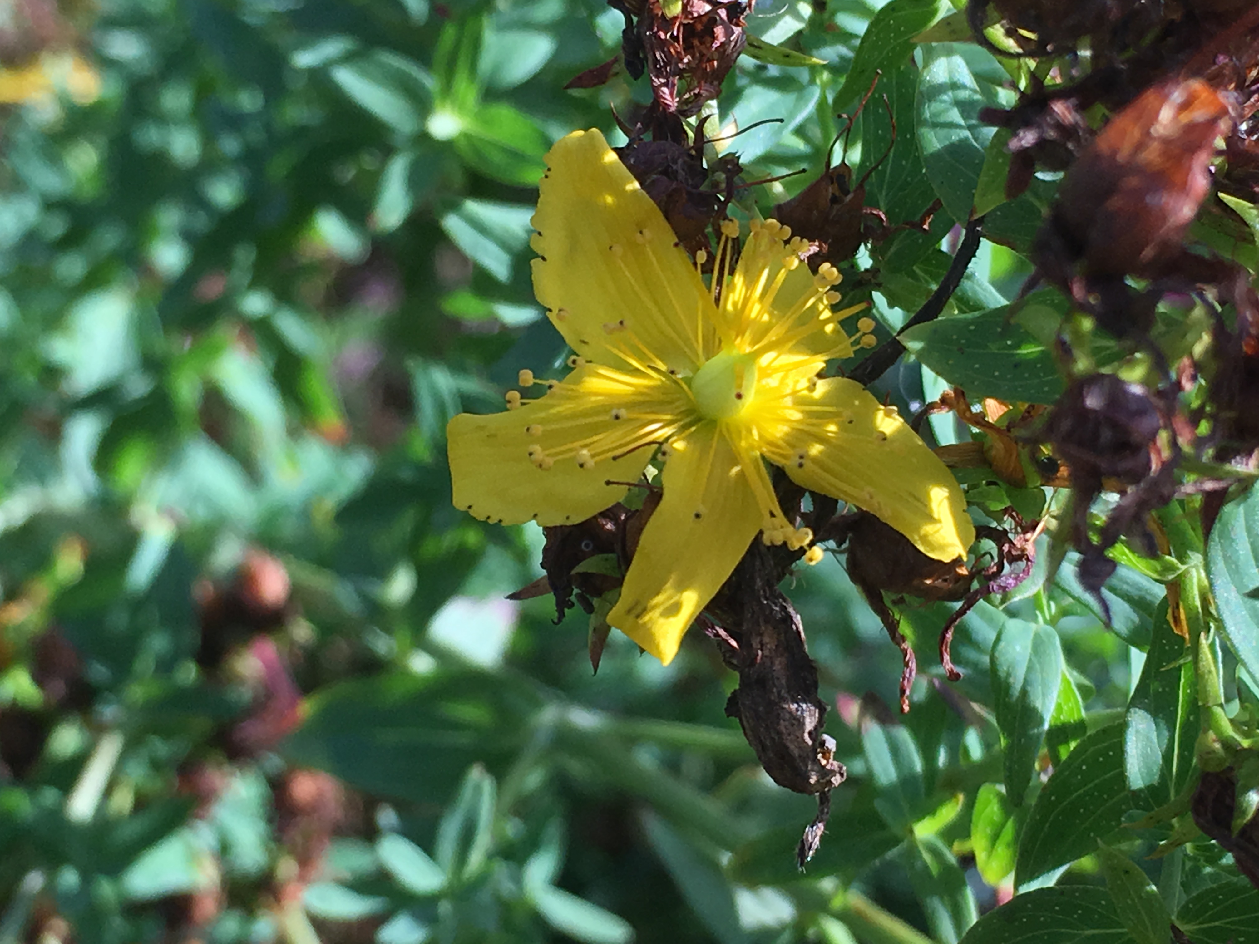 48735680401_855a9737be_o