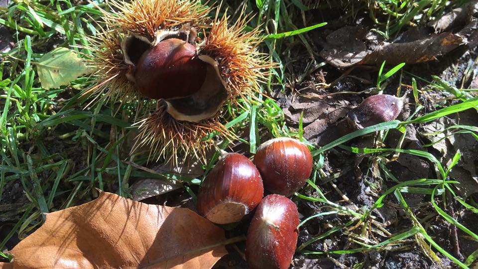 22140932_1506560092716158_3409234016906583057_n