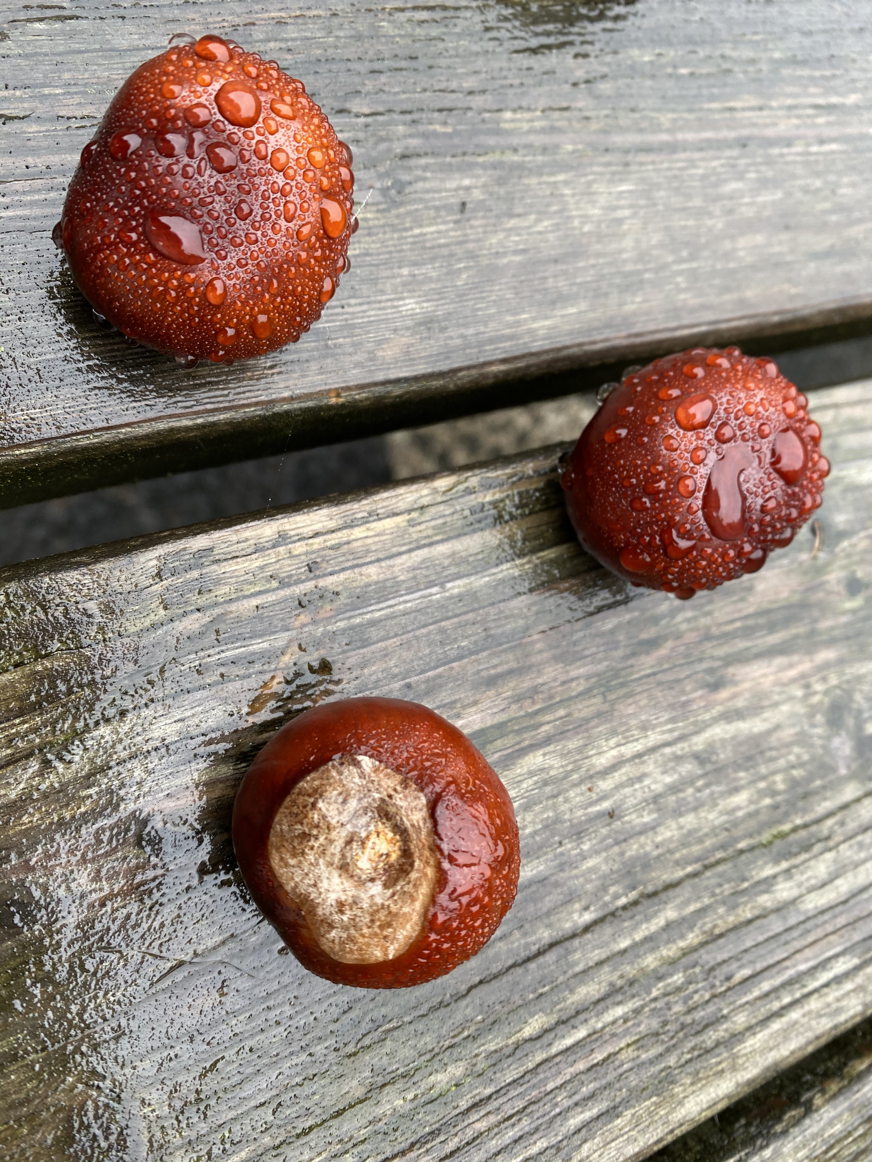 53C7A4C7-6919-47C7-928A-7AF7FFA91D2A