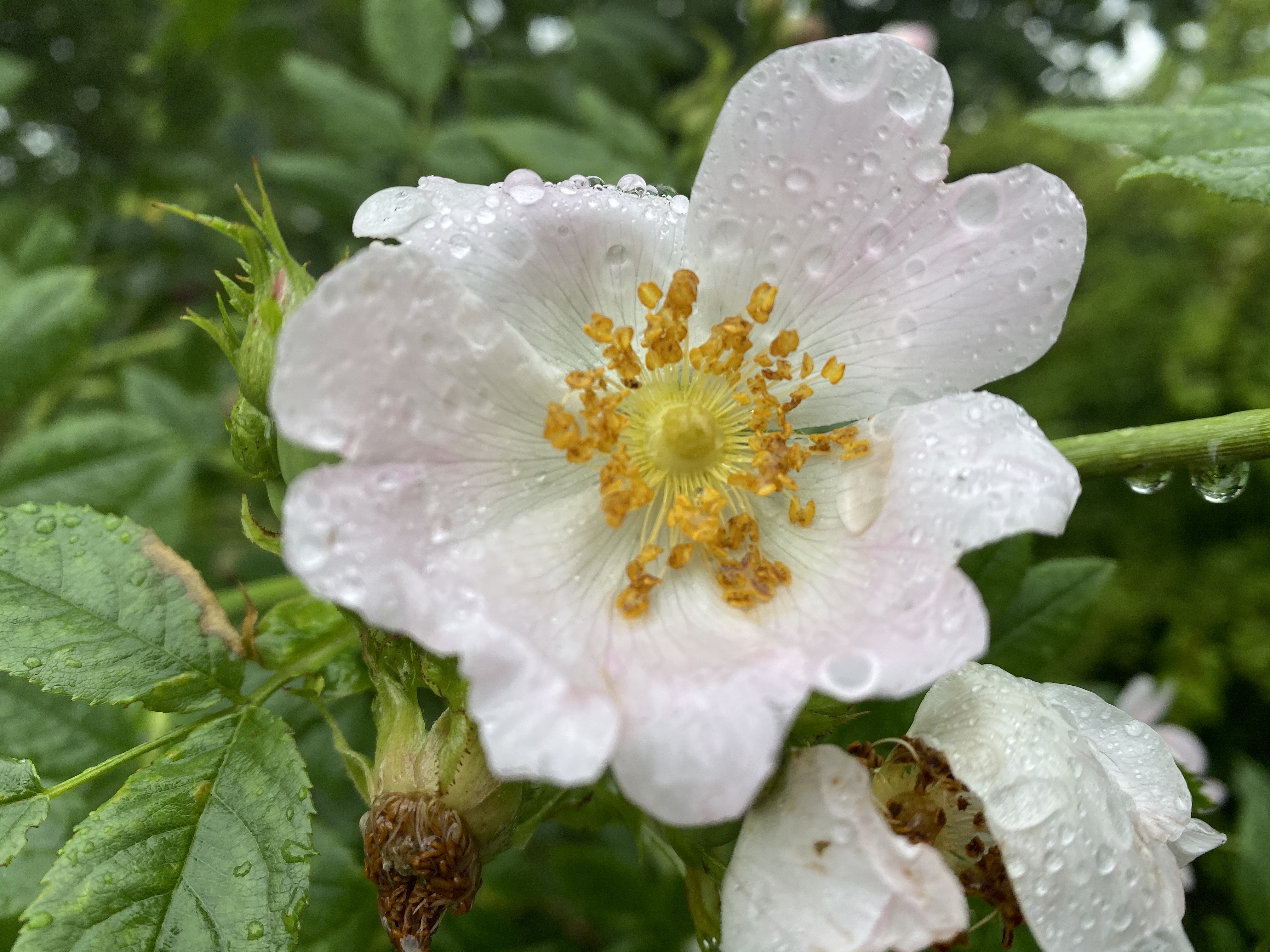 50008629043_851a923726_o