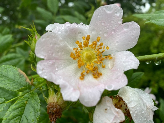 50008629043_851a923726_o