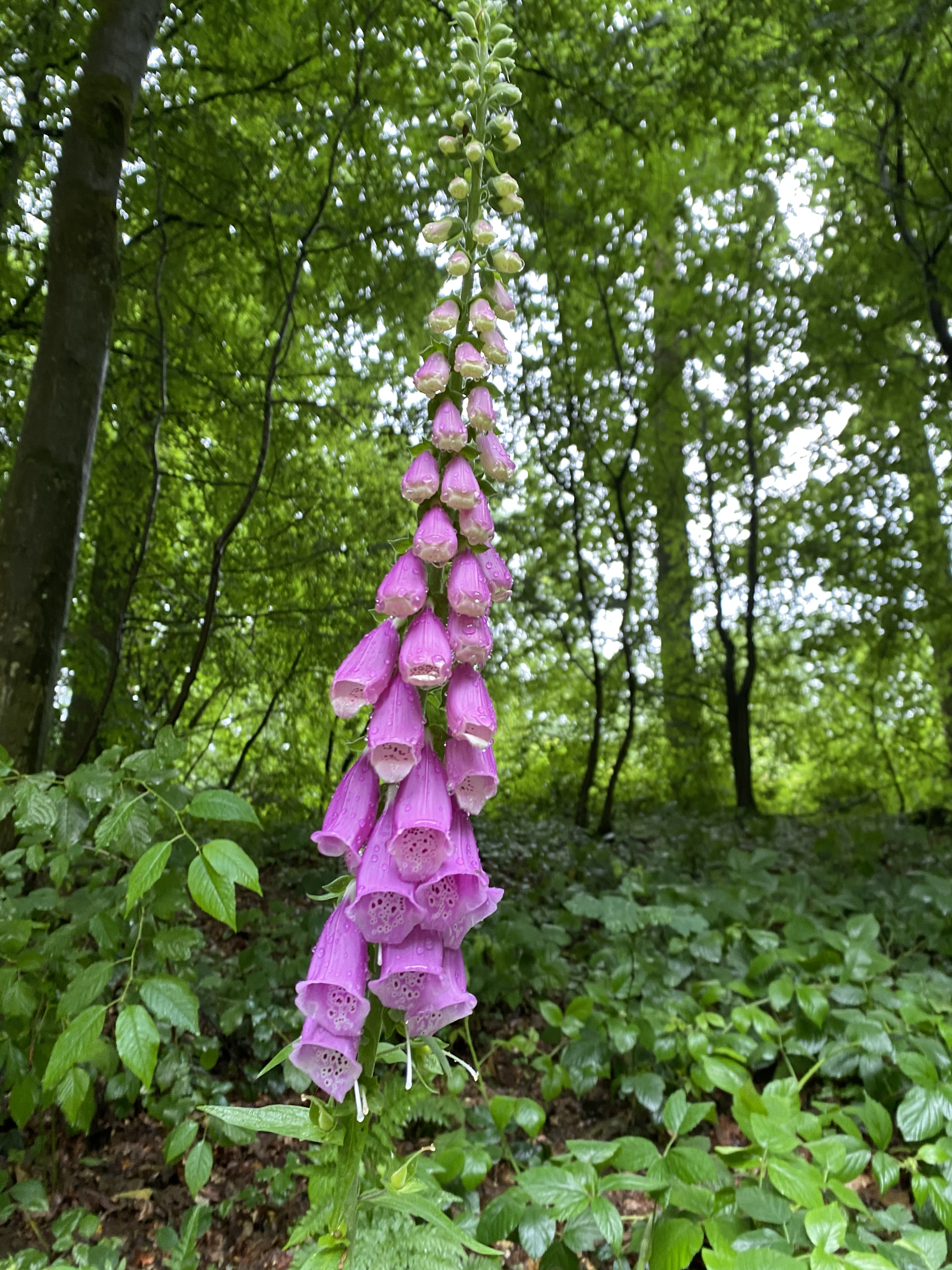 51275745670_8d1bdb513a_o