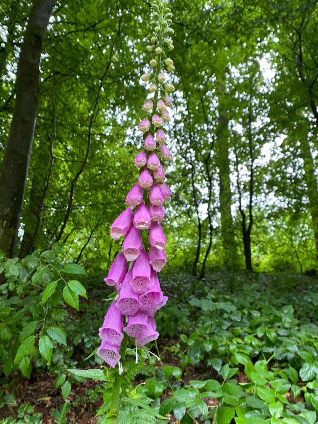 51275745670_8d1bdb513a_o