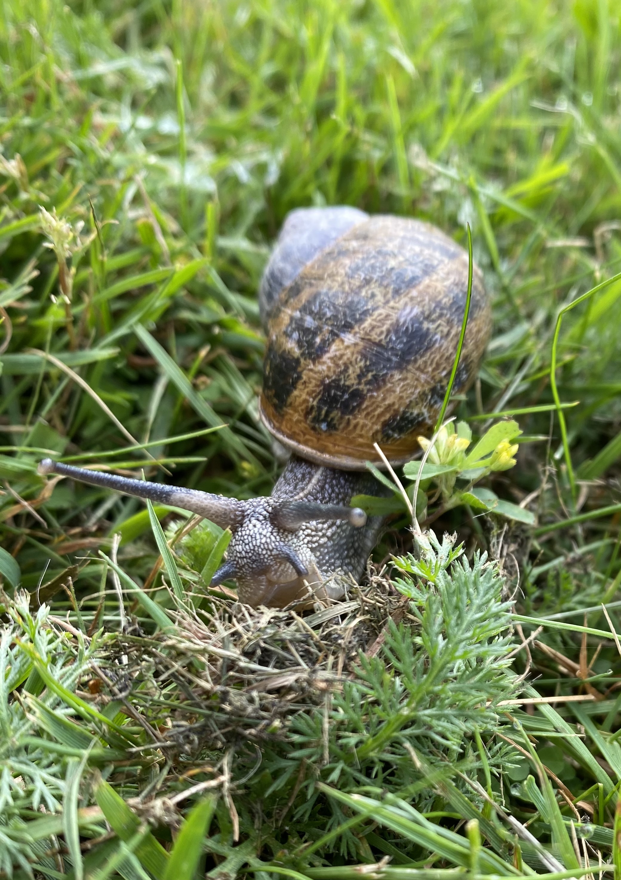 51328528140_0b75729c18_o