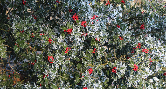 38684260681_b5cf5b3d4e_z