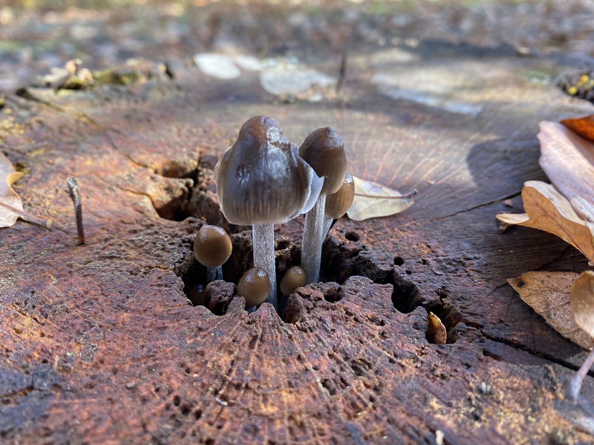 51662179013_864af9a865_k