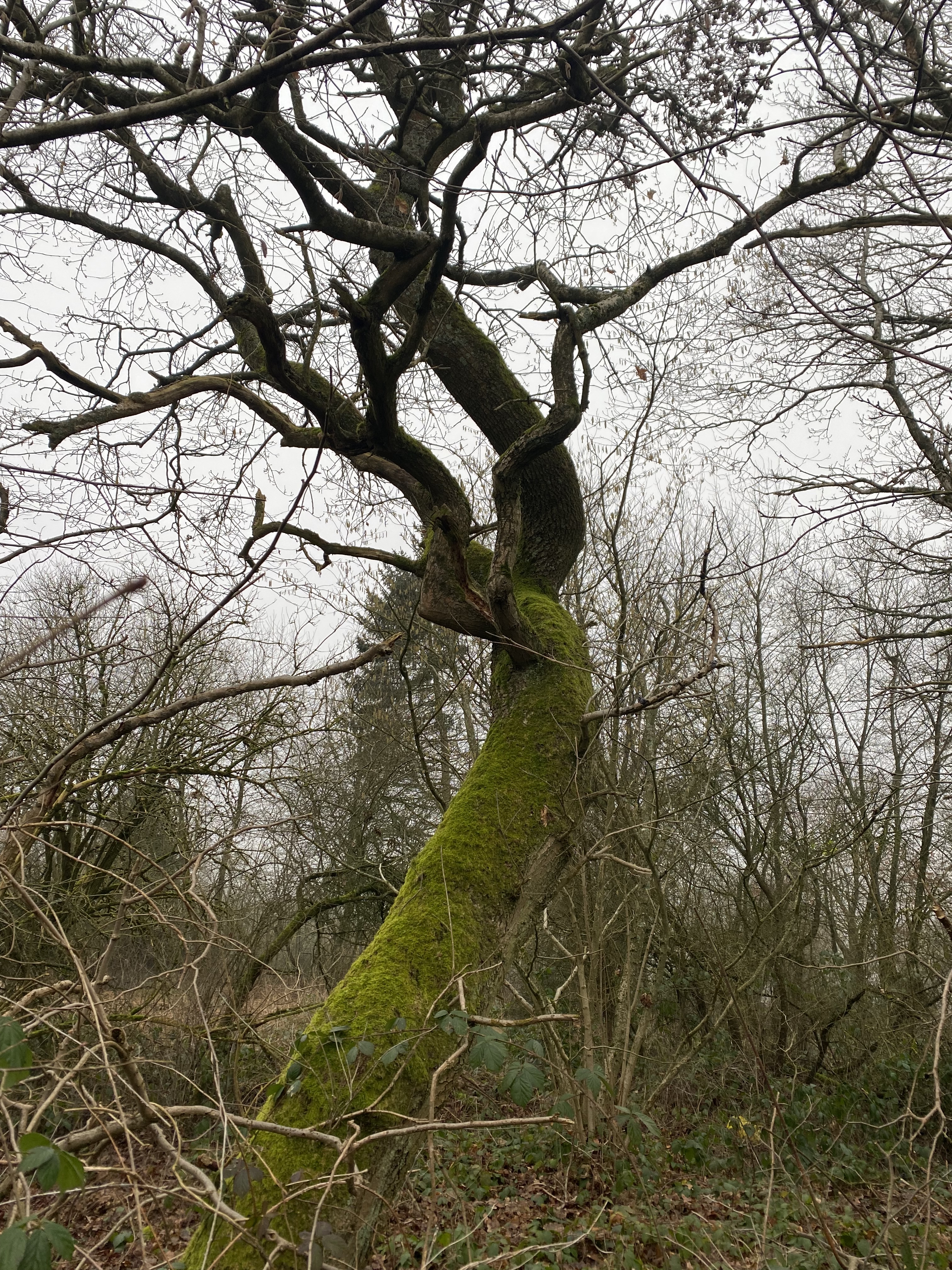 IMG-8620