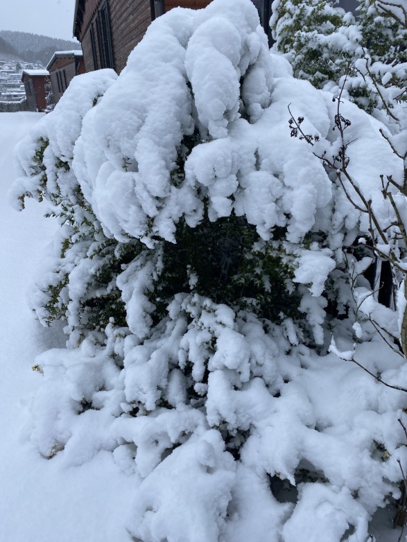 9CB9C0A1-5E4C-4E4E-AFEA-AEA072D62219