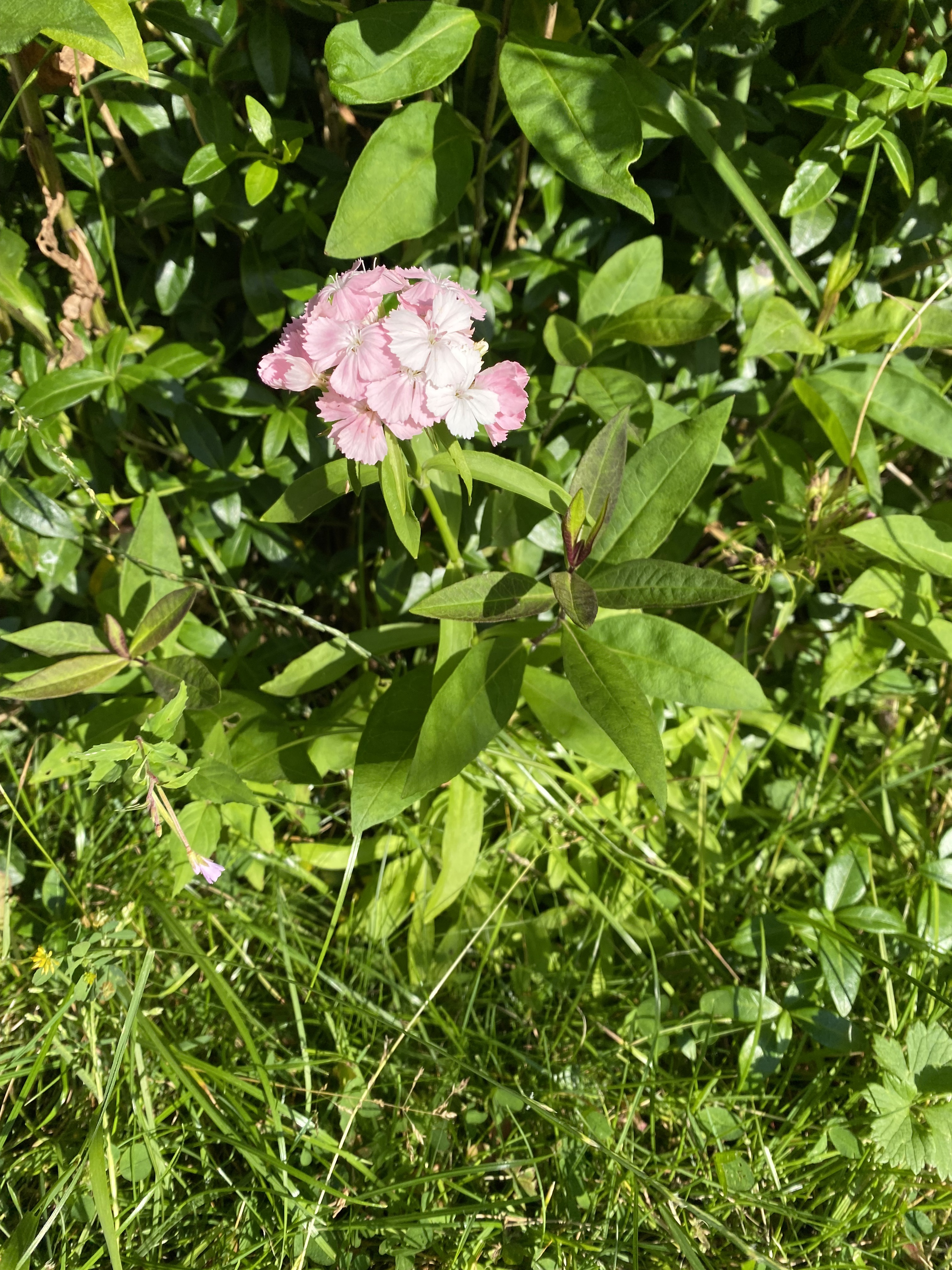 54083A15-F885-44B8-9B1A-742C531AE0DF