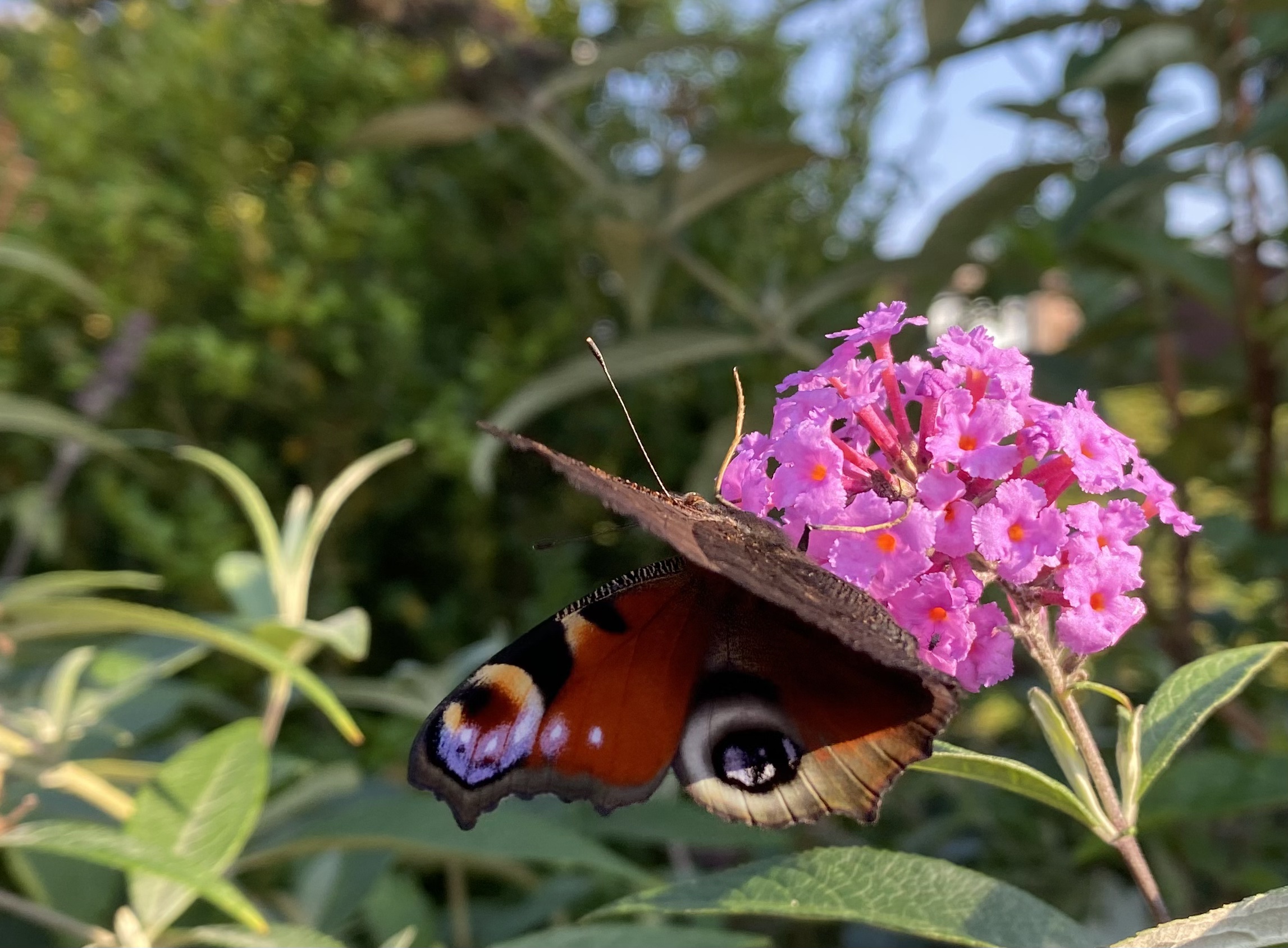 0BE60B3D-8B06-4BF2-B6E8-11C45EC0E7A1_1_201_a