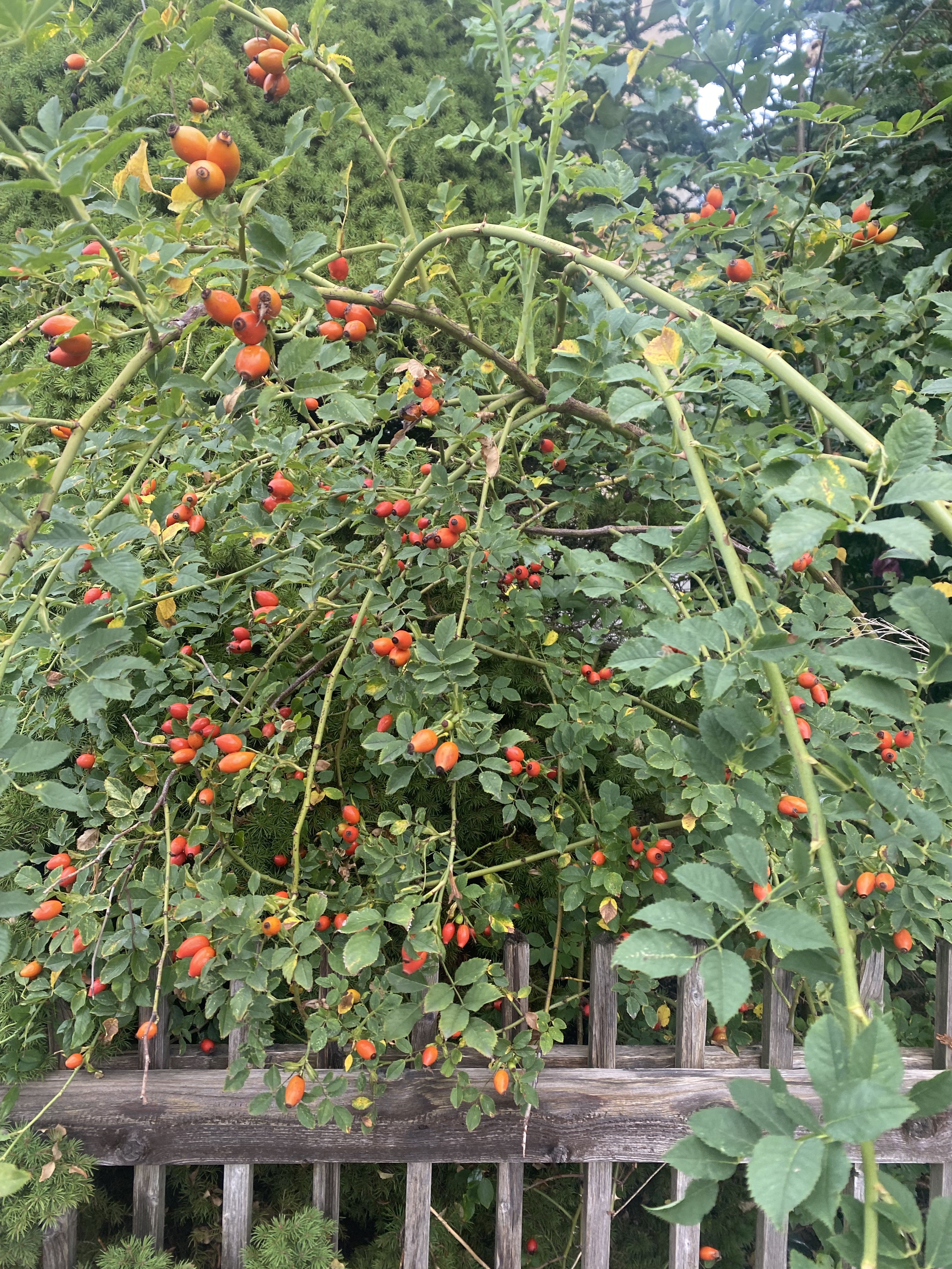 D6BB8777-E149-41BB-B6C0-BBE85F8F0A8A